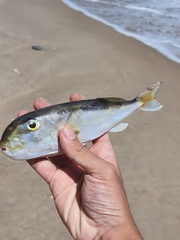 Lagocephalus lunaris