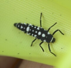 Coelophora inaequalis