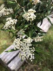 Ozothamnus argophyllus