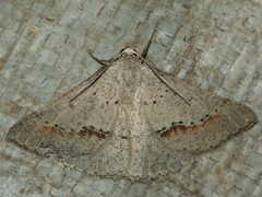 Nearcha dasyzona
