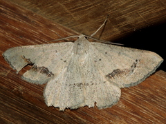Nearcha dasyzona