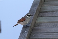 Emberiza capensis capensis