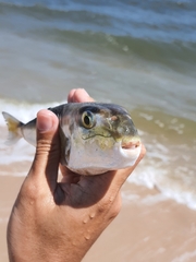 Lagocephalus lunaris