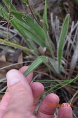 Corymbium villosum