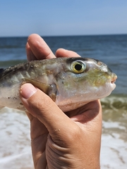 Lagocephalus lunaris