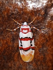 Cyana cruentata