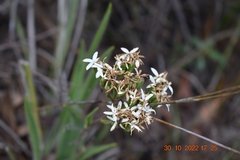 Corymbium villosum