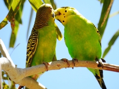 Melopsittacus undulatus