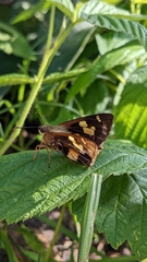 Trapezites symmomus