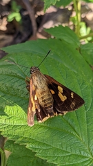 Trapezites symmomus