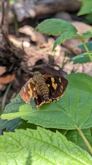 Trapezites symmomus