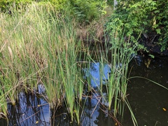Typha domingensis