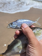 Leiognathidae