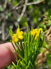Euryops linearis