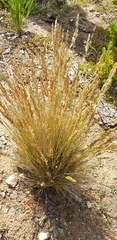 Poa billardierei