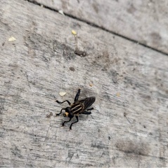 Orthoprosopa bilineata