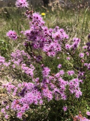 Kunzea parvifolia