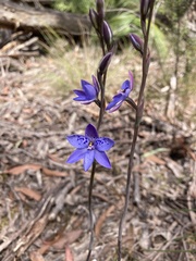 Thelymitra juncifolia