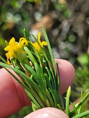 Euryops linearis