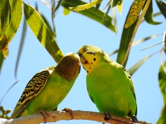 Melopsittacus undulatus