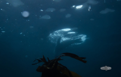 Arctocephalus pusillus pusillus