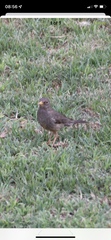 Turdus smithi