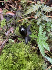 Victaphanta compacta