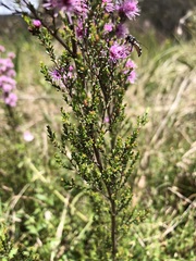 Kunzea parvifolia