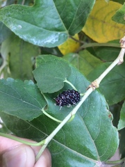Morus nigra