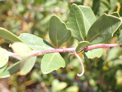 Rhoicissus tridentata tridentata