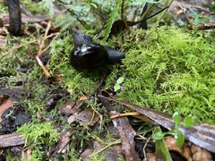 Victaphanta compacta