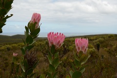 Protea compacta