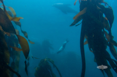 Arctocephalus pusillus pusillus