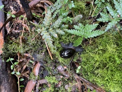 Victaphanta compacta