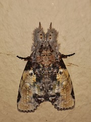 Gadirtha impingens