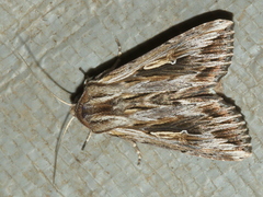 Persectania dyscrita