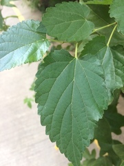 Morus nigra