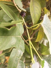 Morus nigra