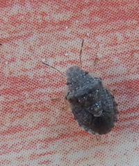 Sciocoris sideritidis
