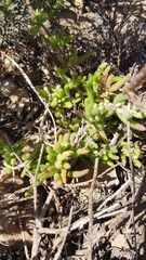 Drosanthemum hispifolium