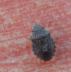 Sciocoris sideritidis