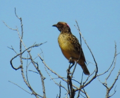 Chlamydera guttata