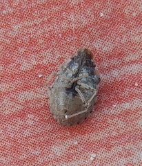 Sciocoris sideritidis