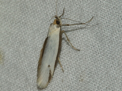 Philobota protecta