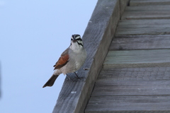 Emberiza capensis capensis