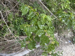 Colubrina asiatica
