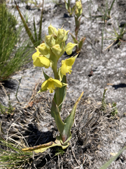 Pterygodium acutifolium