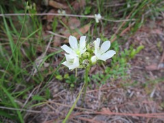 Dionaea muscipula