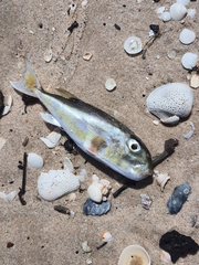 Lagocephalus lunaris