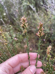 Sprengelia incarnata